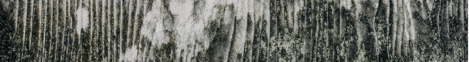 Close-up of black mold (Stachybotrys) growth on building material